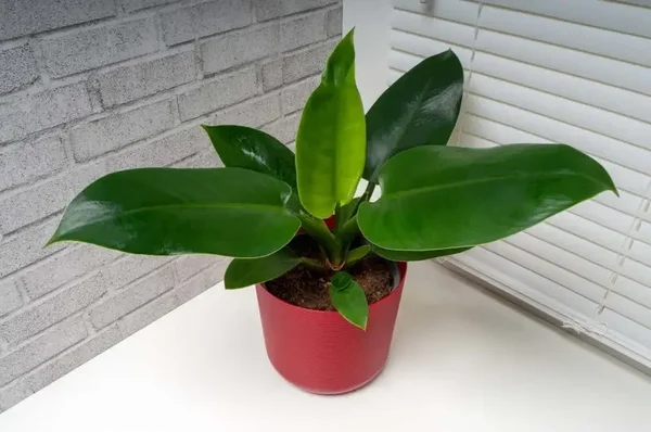 Philodendron imperial green 1.3L pot