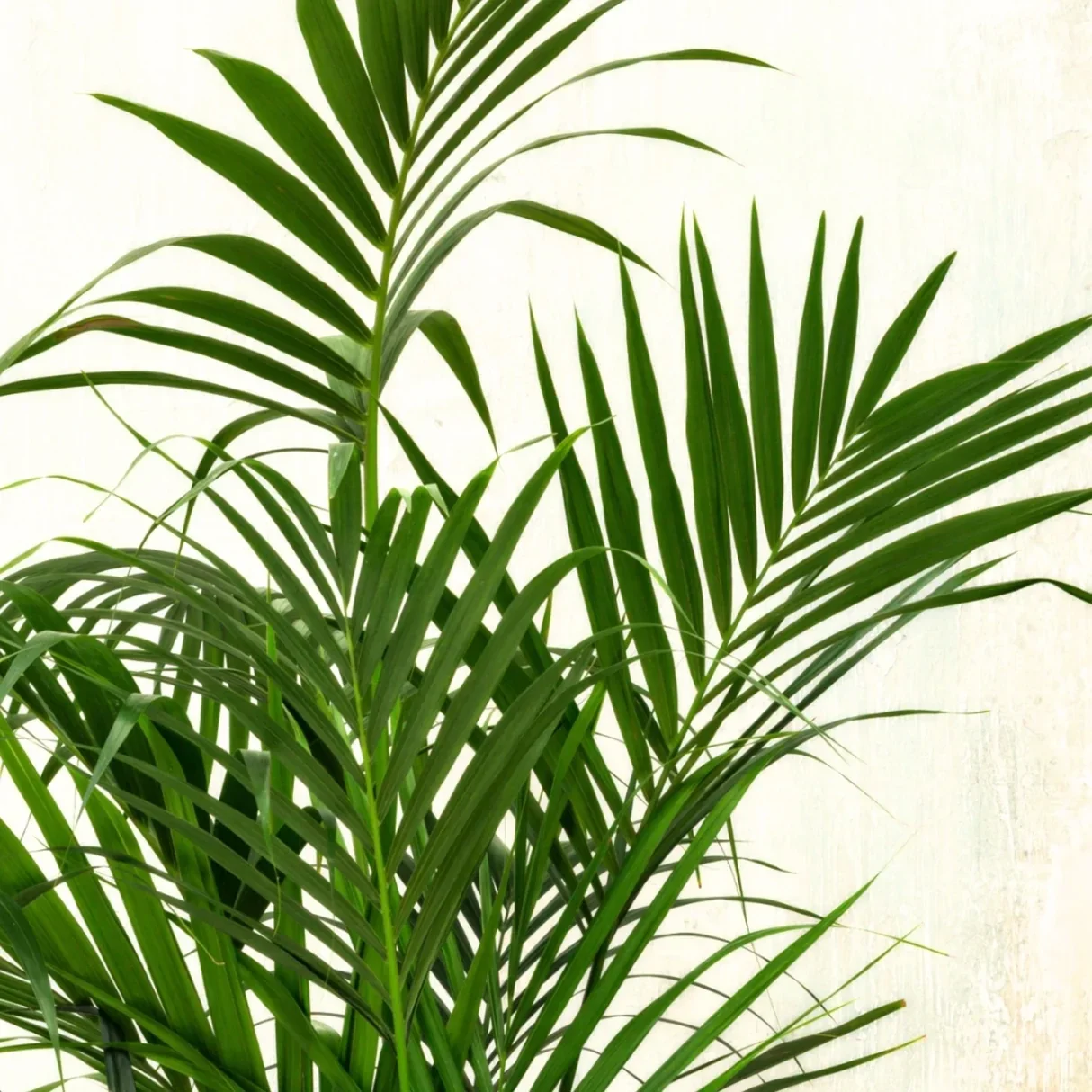 Kentia Palm (Howea forsteriana) – PB28