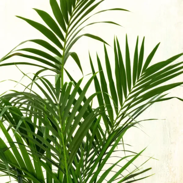 Kentia Palm (Howea forsteriana) – PB28