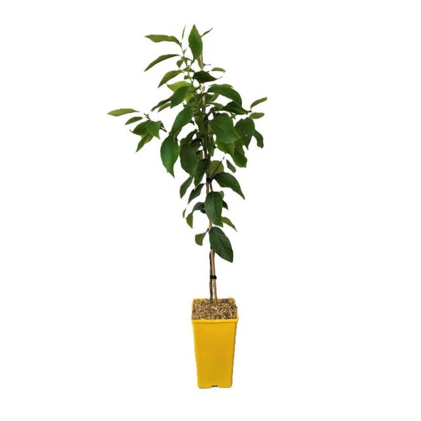 Tahitian Lime –  Citrus (Grafted)