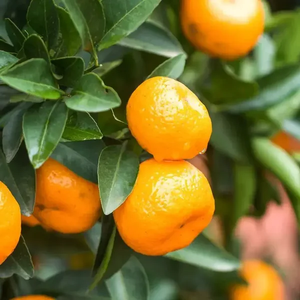 Afourer Mandarin – Citrus (Grafted)