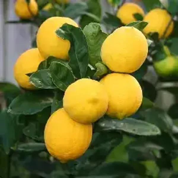 Lemon 'Meyer' – 5 Litre Pot