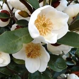 Michelia gracipes - 4 Litre