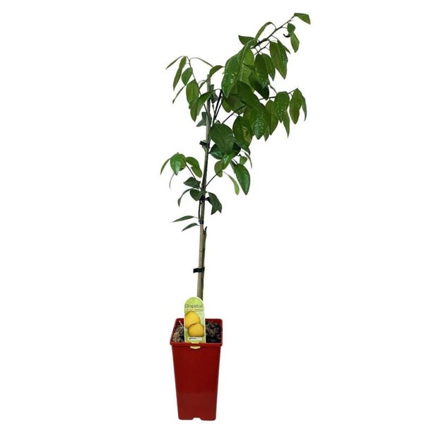 Seville Orange – Citrus (Grafted)