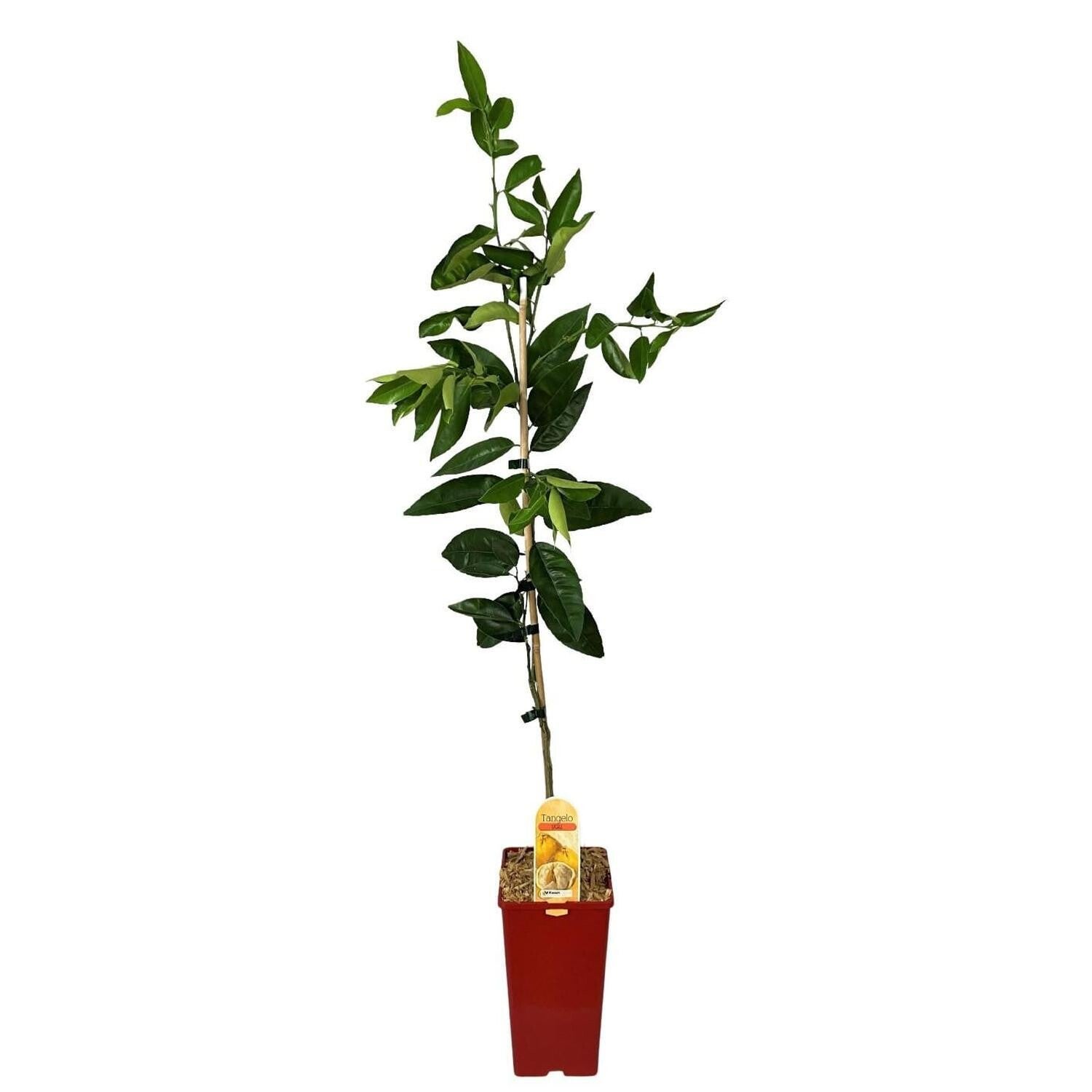 Ugli Tangelo –  Citrus (Grafted)