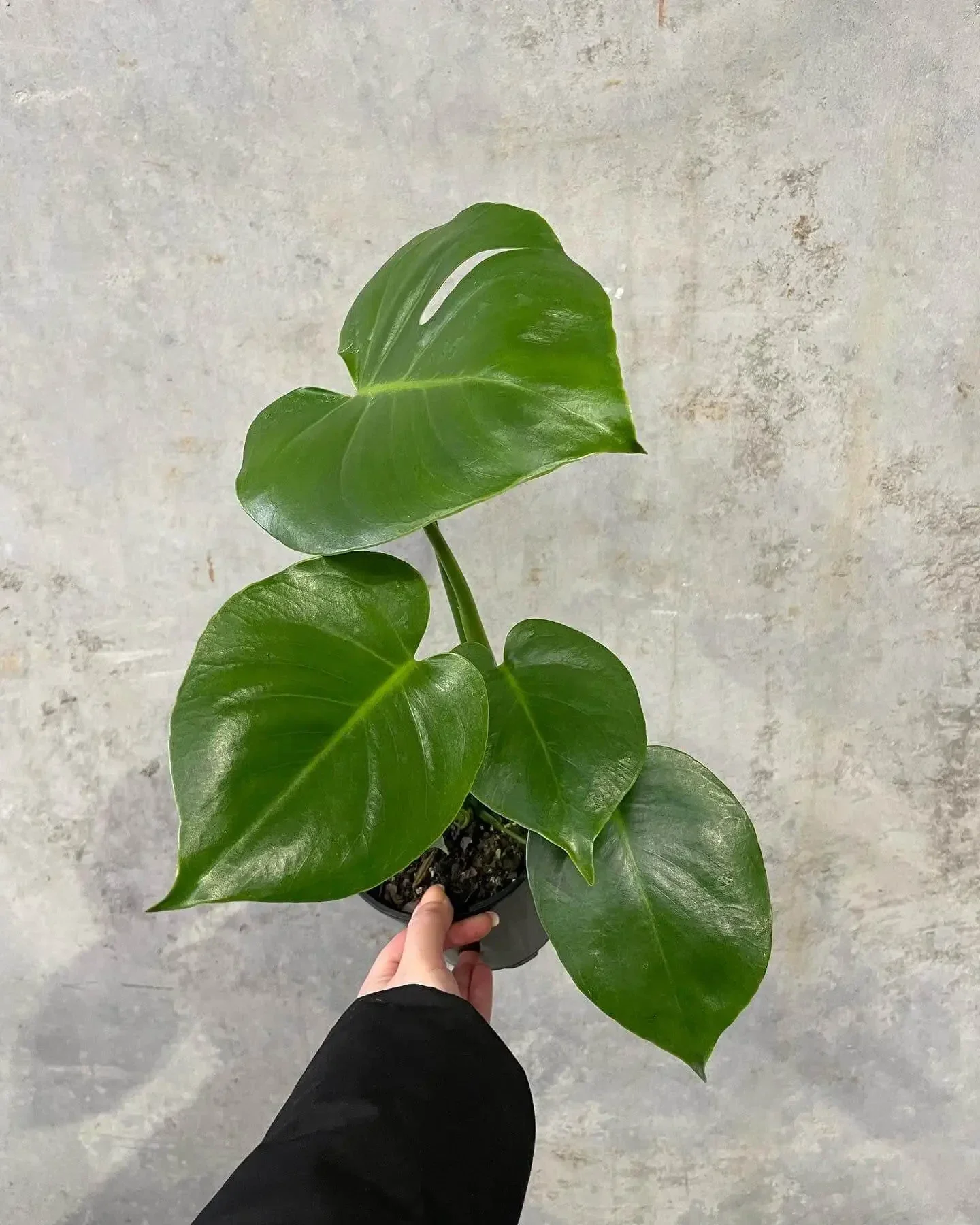 Monstera deliciosa (Swiss Cheese Plant) - Small