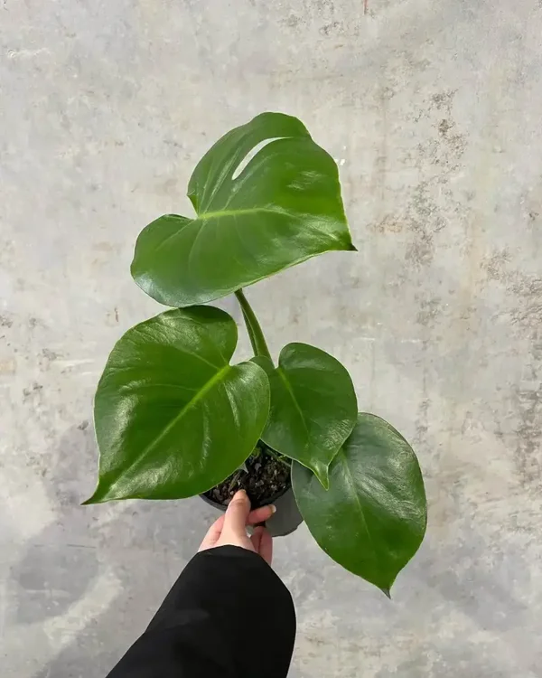 Monstera deliciosa (Swiss Cheese Plant) - Small