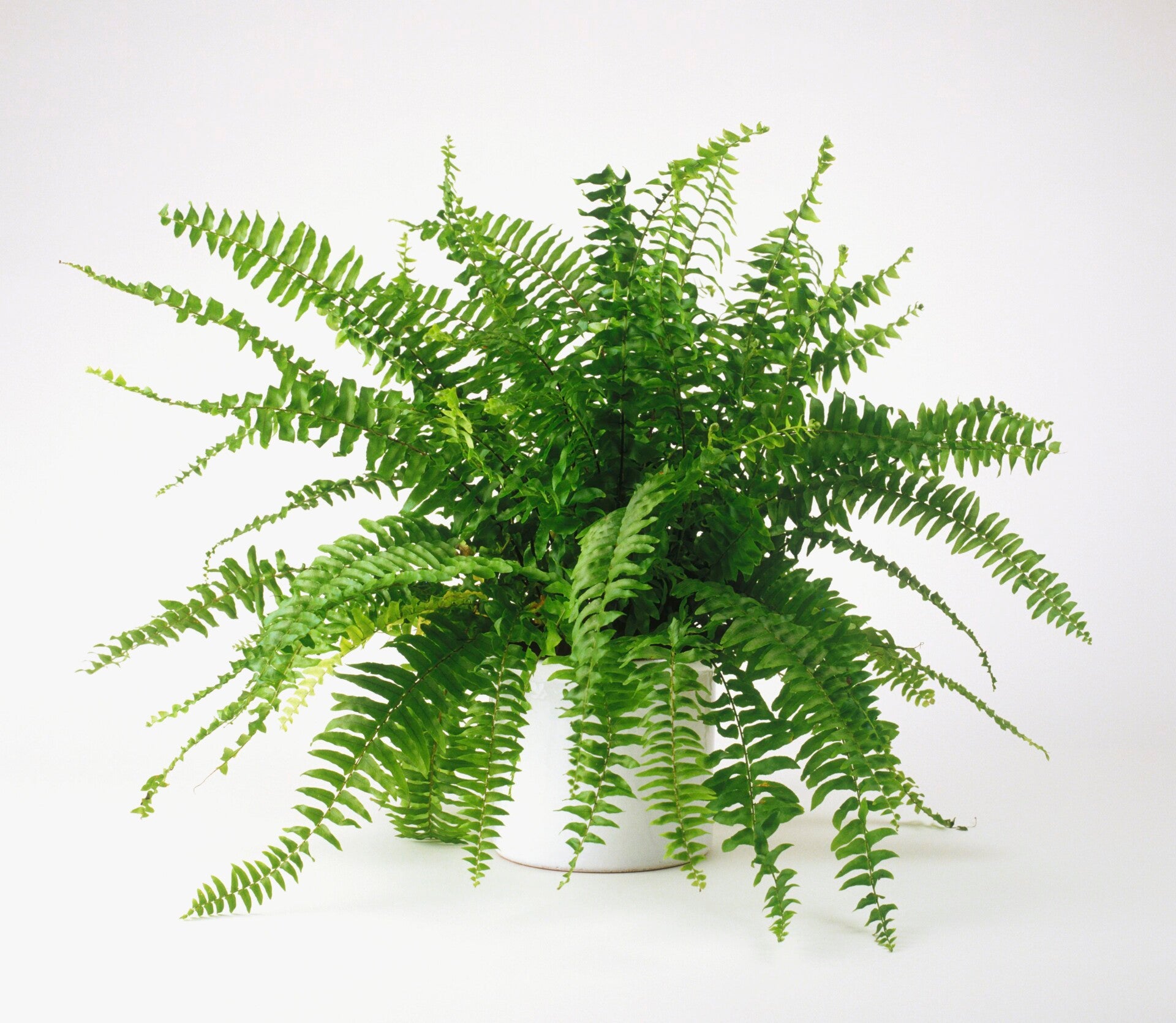 Gellerts Boston Fern (Nephrolepis exaltata) – 14cm Pot