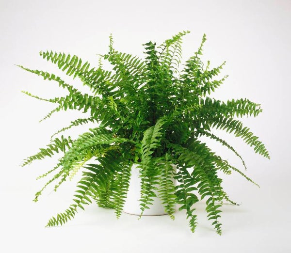 Gellerts Boston Fern (Nephrolepis exaltata) – 14cm Pot