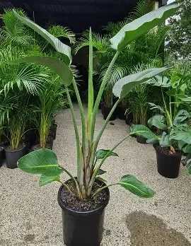 Strelitzia nicolai – Giant White Bird of Paradise (PB5)