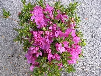 Azalea Kurume – Purple – 2.5 Litre Pot
