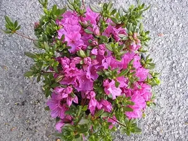 Azalea Kurume – Purple – 2.5 Litre Pot