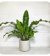 Bird's Nest Fern (Asplenium nidus)