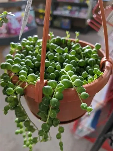 String of pearls hanging pot