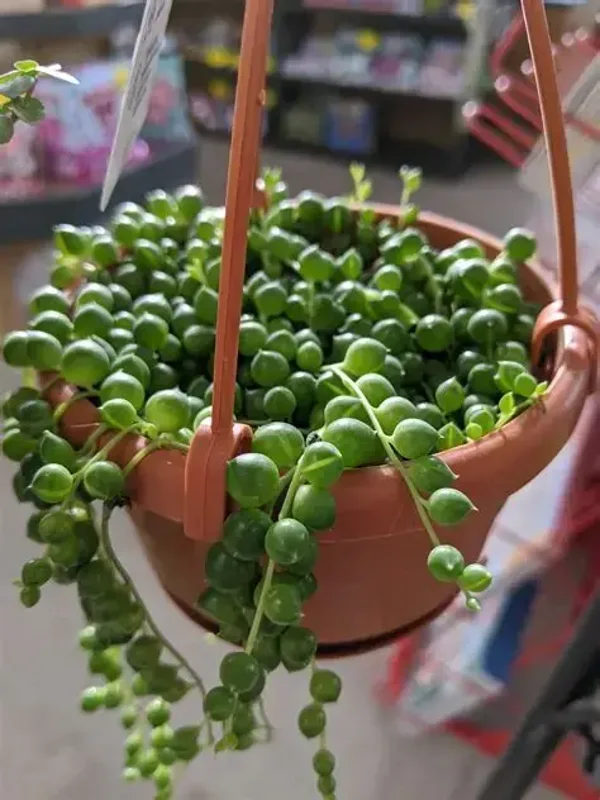 String of pearls hanging pot