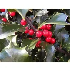 Ilex × meserveae 'Blue Angel' (Blue Holly) - CLEARANCE SALE