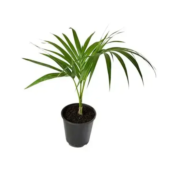 Kentia palm multi 3.3L