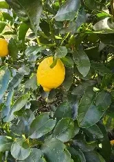 Citrus Aurantiifolia 'Sublime' 13 Litre - CLEARANCE