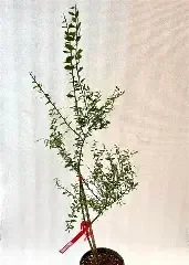 Finger Lime Brown / Pink / Green – Citrus (Grafted)
