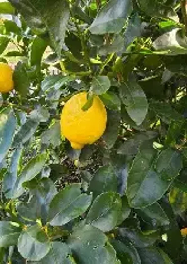 Citrus Aurantiifolia 'Sublime' 13 Litre - CLEARANCE