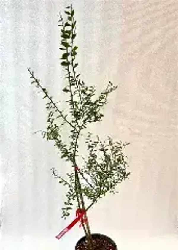 Finger Lime Brown / Pink / Green – Citrus (Grafted)