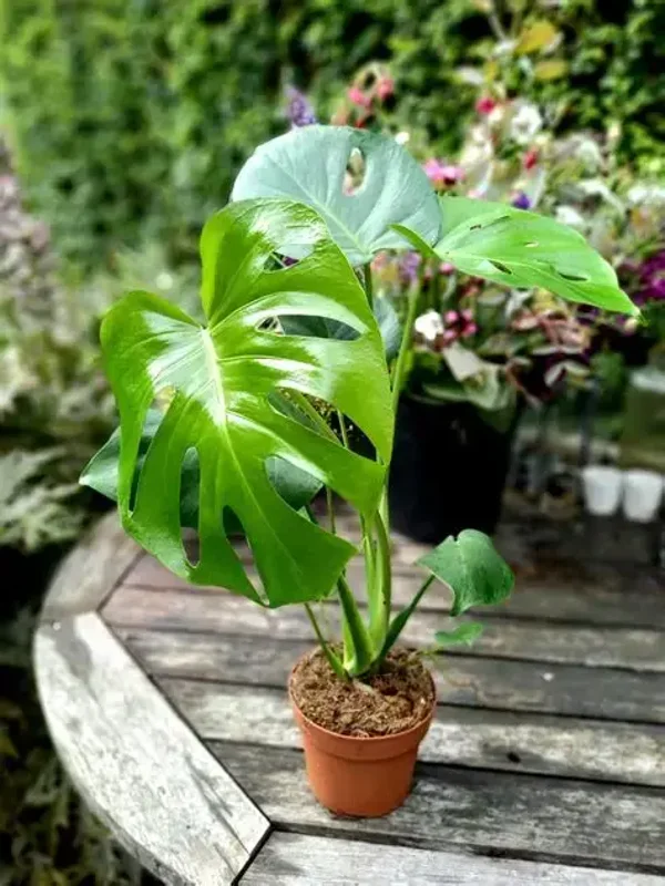 Monstera deliciosa 1.3 litre pot