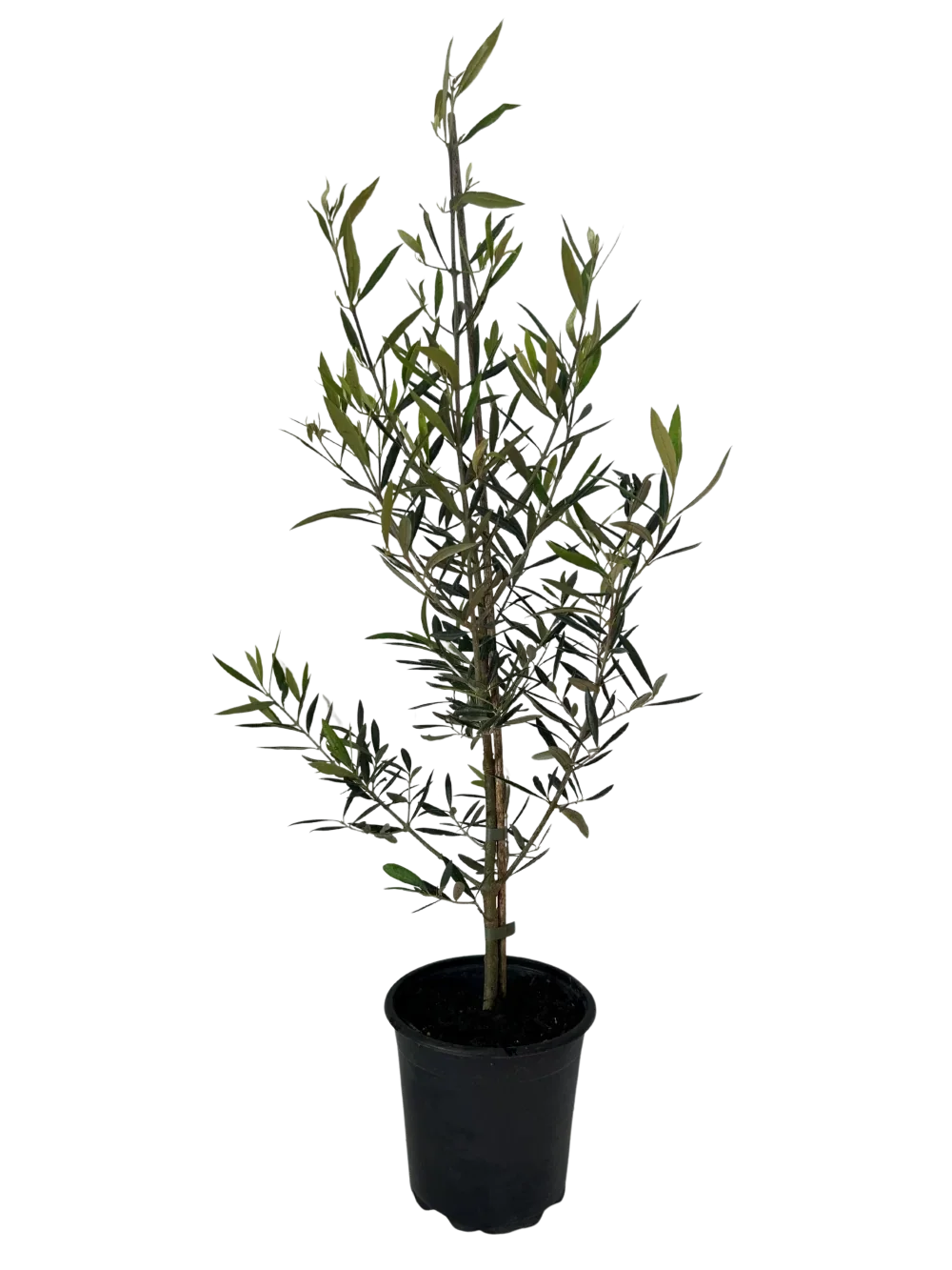 Olive el Greco 4L pot