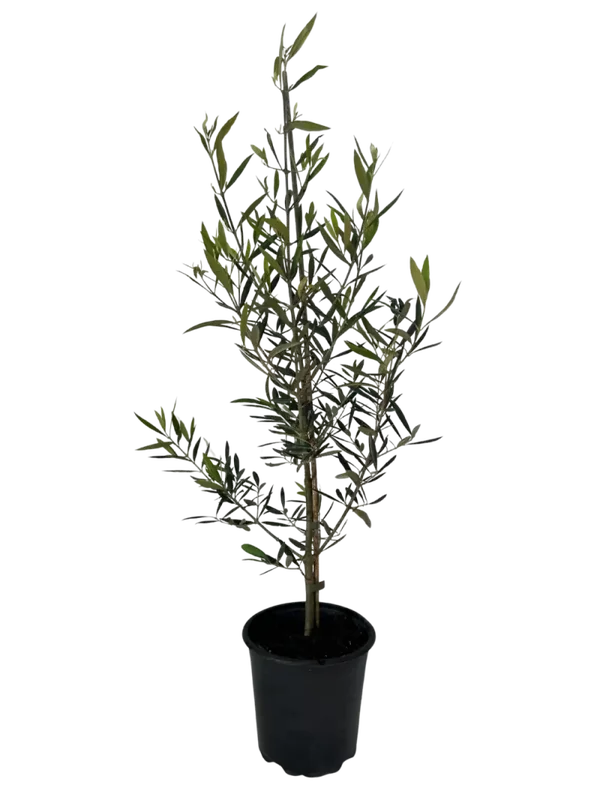 Olive el Greco 4L pot