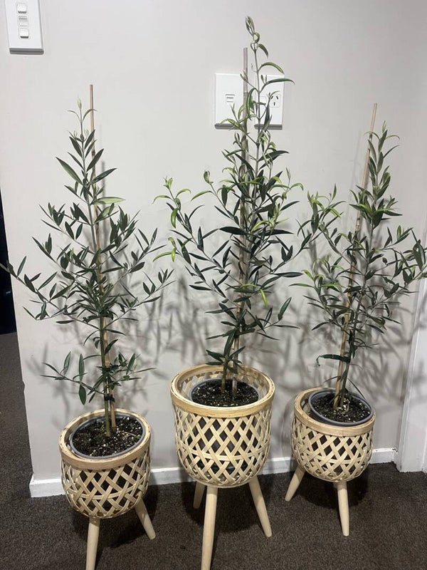 Olive Plant
