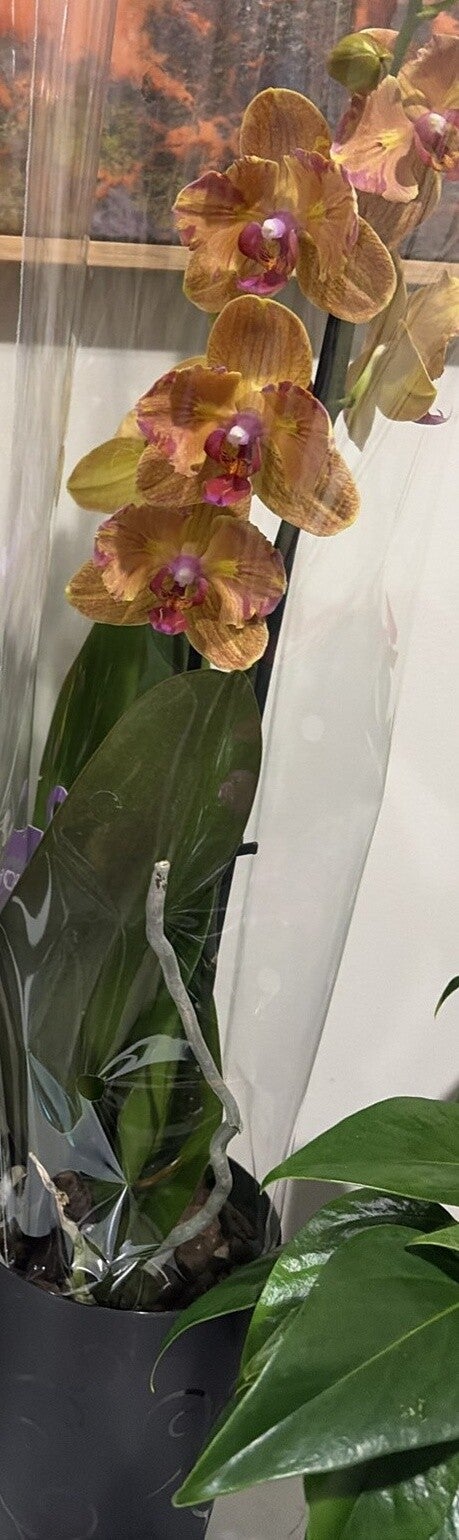 Gellerts Phalaenopsis Cutie 12 cm