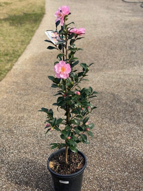 Camellia 'Nicky Crisp' – 2.5L