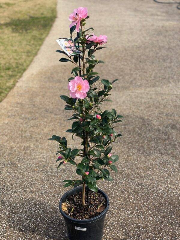 Camellia 'Nicky Crisp' – 2.5L