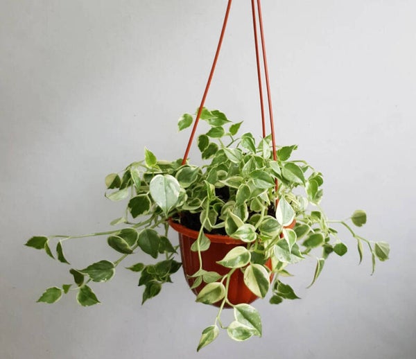 Peperomia scandens hanging pot