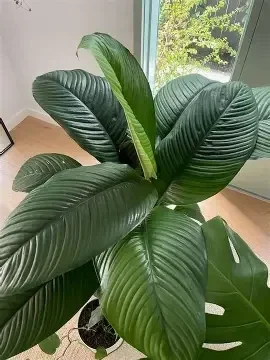 Peace Lily 'Sensation' – Large, 8 Litre Pot