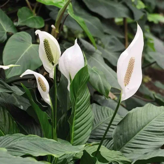 Peace lily 'Sylvia' 14cm pot