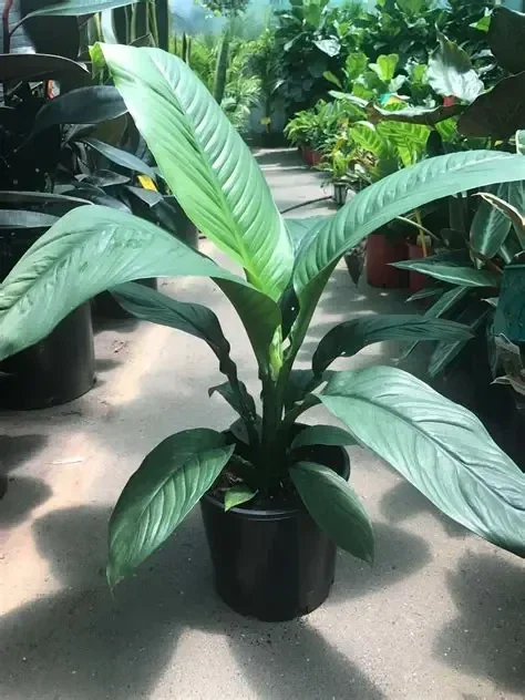 Peace Lilly Sensation 17cm