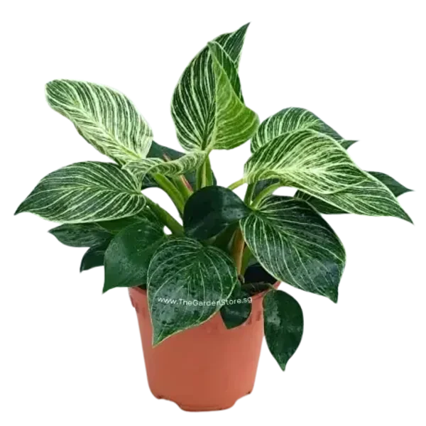 Philodendron Birkin