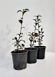 Camellia 'Night Rider' (2.5L pot- CLEARANCE SALE