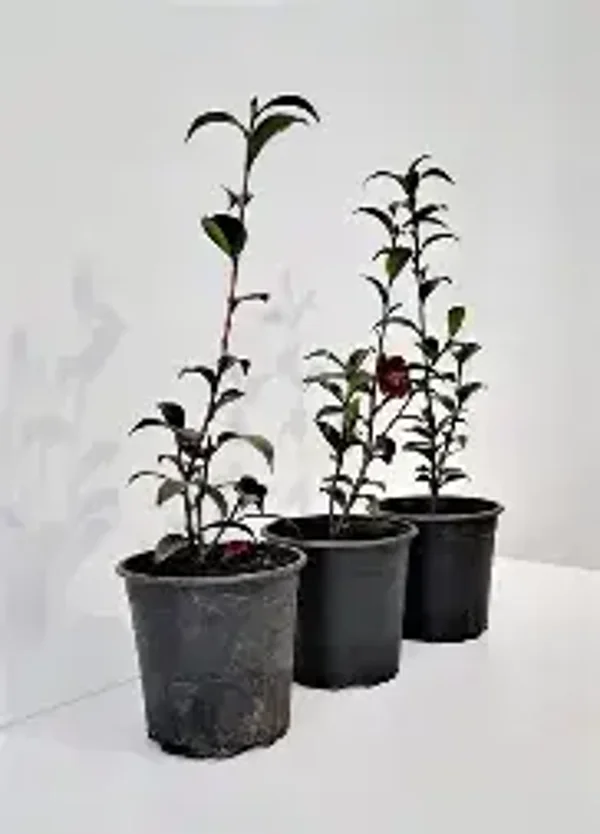 Camellia 'Night Rider' (2.5L pot- CLEARANCE SALE