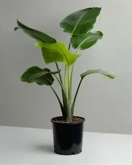 Strelitzia nicolai – Giant White Bird of Paradise 1.3 litre