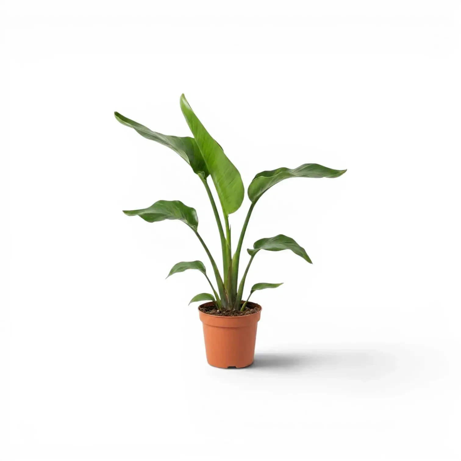 Bird of Paradise 'Nicolai' – 1.3 Litre Pot