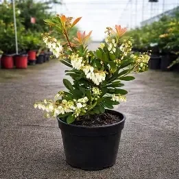 Pieris japonica 'Temple Bells" in 2.5 litre pot