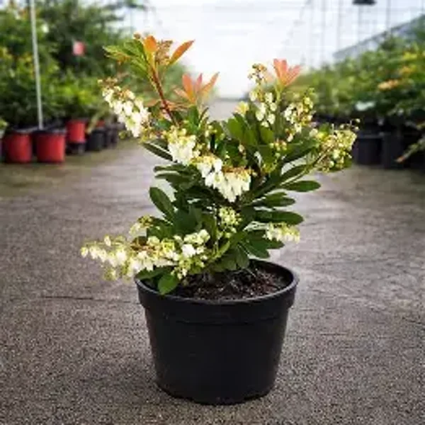 Pieris japonica 'Temple Bells" in 2.5 litre pot