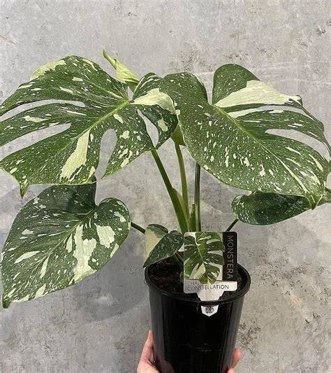 Thai Monstera Constellation 17cm pot