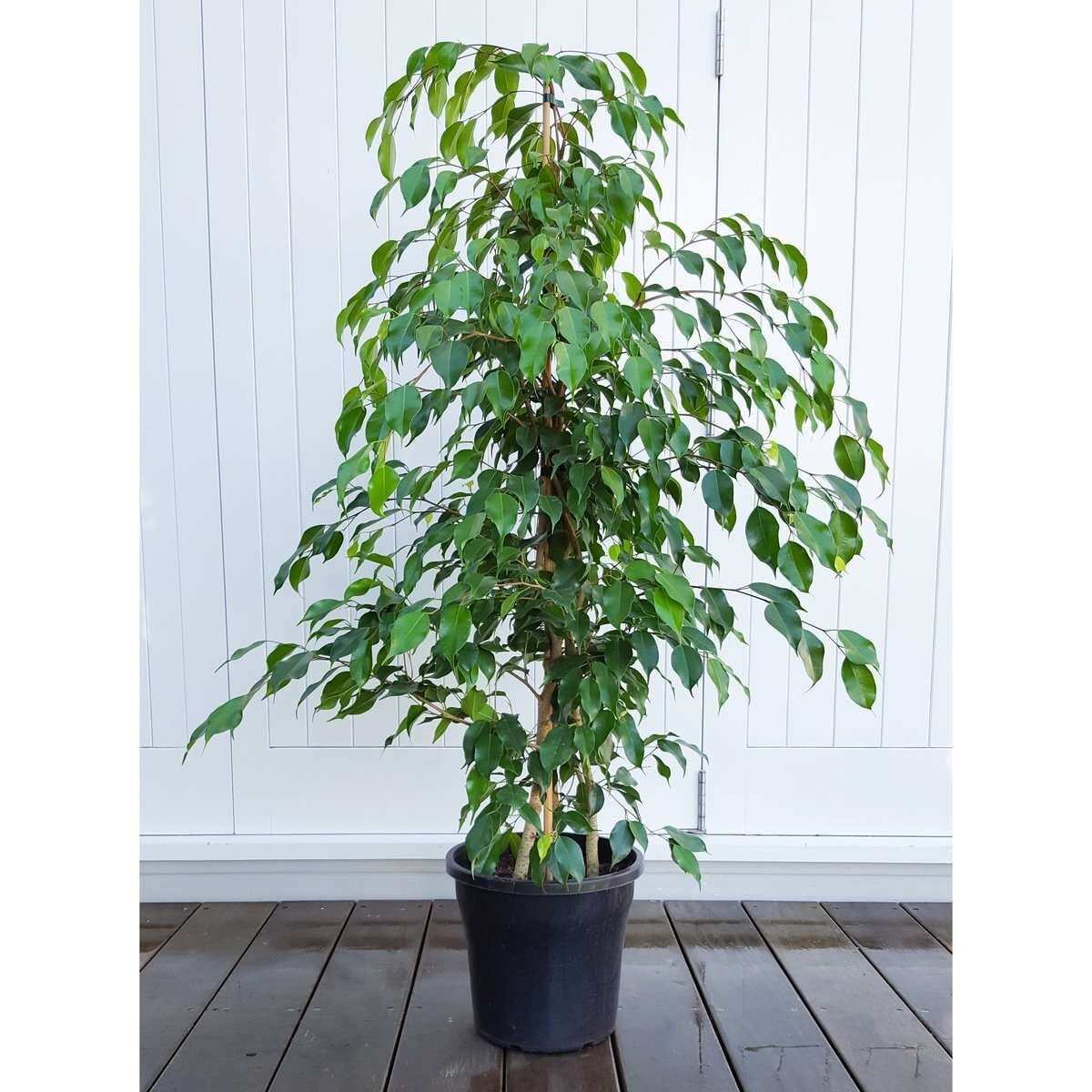 Ficus benjamina 'Wintergreen' (Weeping Fig) – 15 Litre Pot