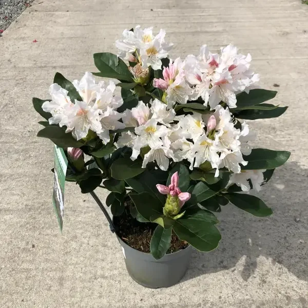 Rhododendron "Unique" in 4 Litre pot