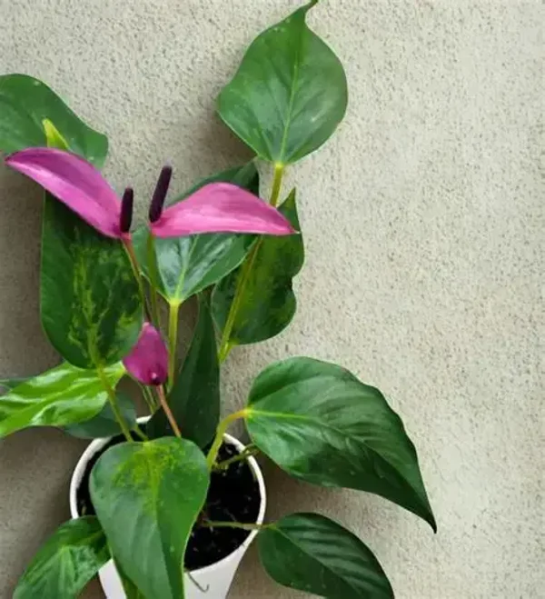 Gellerts Anthurium ‘Zizou’ (Anthurium andreanum) – 12cm Pot