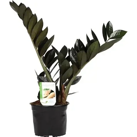 Gellert's ZZ Plant Black (Zamioculcas zamiifolia ‘Black’) – 14cm Pot