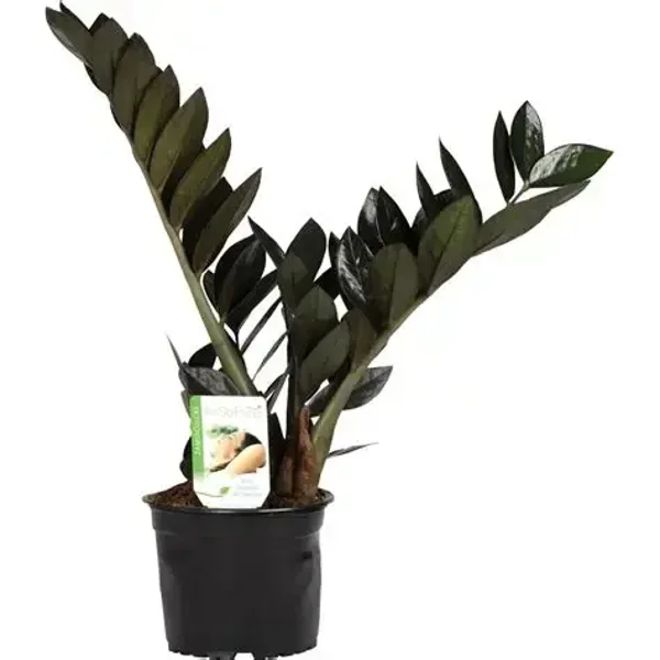 Gellert's ZZ Plant Black (Zamioculcas zamiifolia ‘Black’) – 14cm Pot