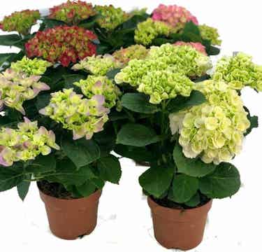Hortensia potmaat 14 cm - per 3 stuks